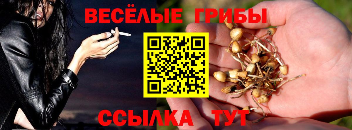Галлюциногенные грибы Psilocybe Петрозаводск